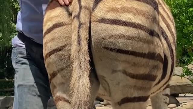 A zebra