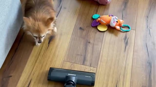 The dog protects the child from the vacuum cleaner