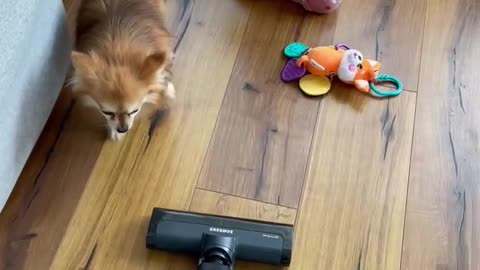 The dog protects the child from the vacuum cleaner