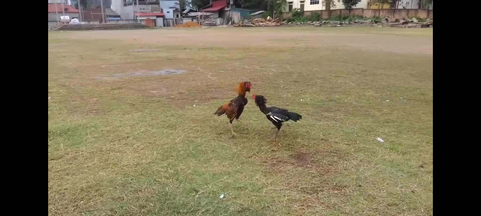 Fighting cock masters practice fighting