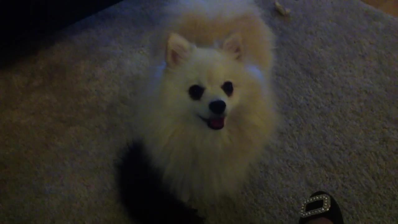 Cute dog plays_ Pomeranian Mr Spock