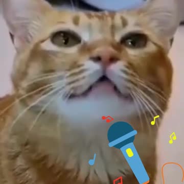 Que emocionante esse gatinho cantando 😻