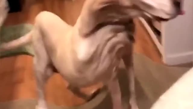 IM GONNA PEE MYSELF THIS IS SO FUNNY 😭😂 | Training Your Dog's In Description