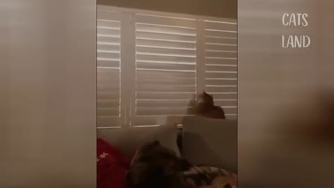 Cute Cats Reactions