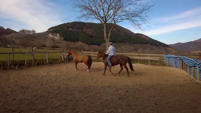 HORSE TRANING