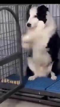 Dog very funny video ------ all are funny videos in dog is (new funny dog video)