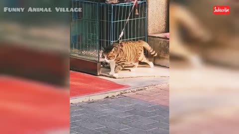 funniest pets