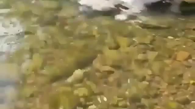 Puppy on the beach