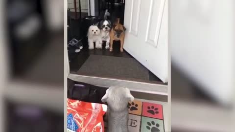 The best fun with animals