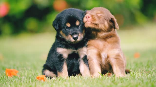 Two Baby Cute Dog Playing In Green Ground, Enjoying