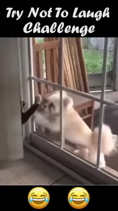 Funny Animals Fails Compilation Funny Animals Homemade Clips