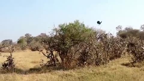 Big Mistake Eagle Provoked Baby Leopard