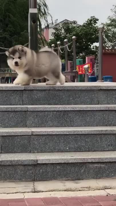 Cute and adorable Alaskan Malamute pets run and play 😍 cute Puppies