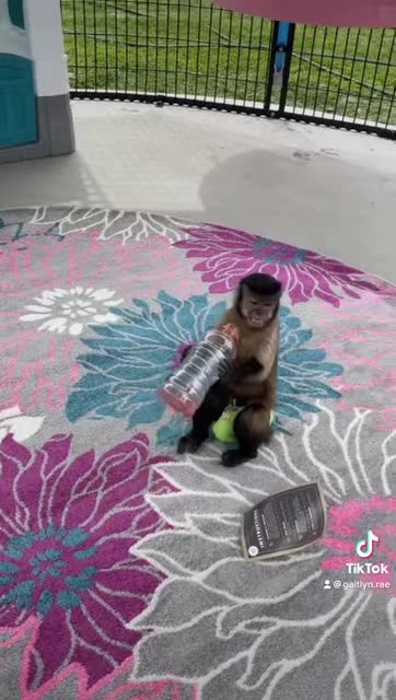 Gaitlyn sent 3 tire swings to her friends American Primate Haven !