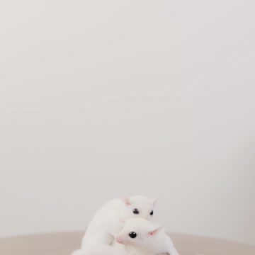 White squirrels in my room#shorts