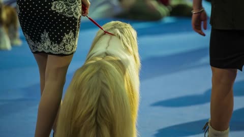 Bearded Collie dog watching exhibition. Obedient bright long hair dog with owner watching other