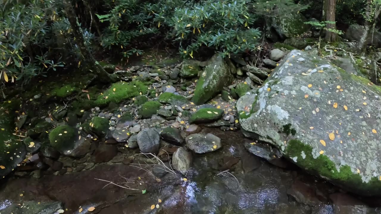 ASMR- Fishing for Brook trout, Pisgah National Forest, NC