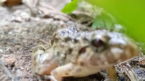 The sound of the frog. loud