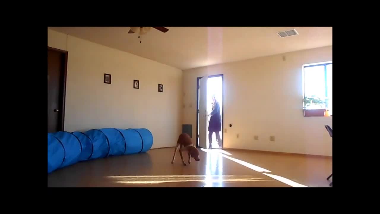 This Dog Always Jumps Like Crazy When The Master Comes, But Look What Happens Then...