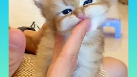 Cute and Funny cat compilation video.