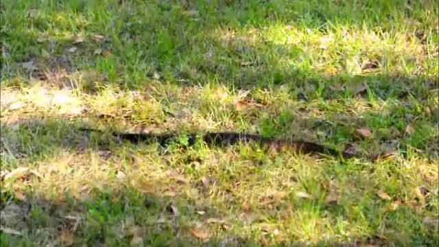 Didn't expect to see this lady this afternoon. *Water Moccasian