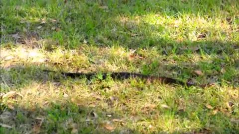 Didn't expect to see this lady this afternoon. *Water Moccasian