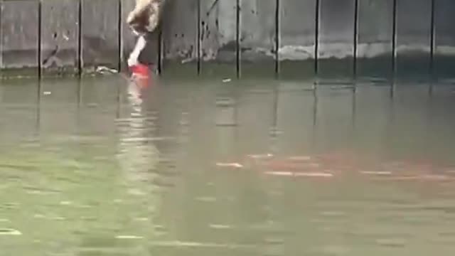 This cat to be verygod fishing