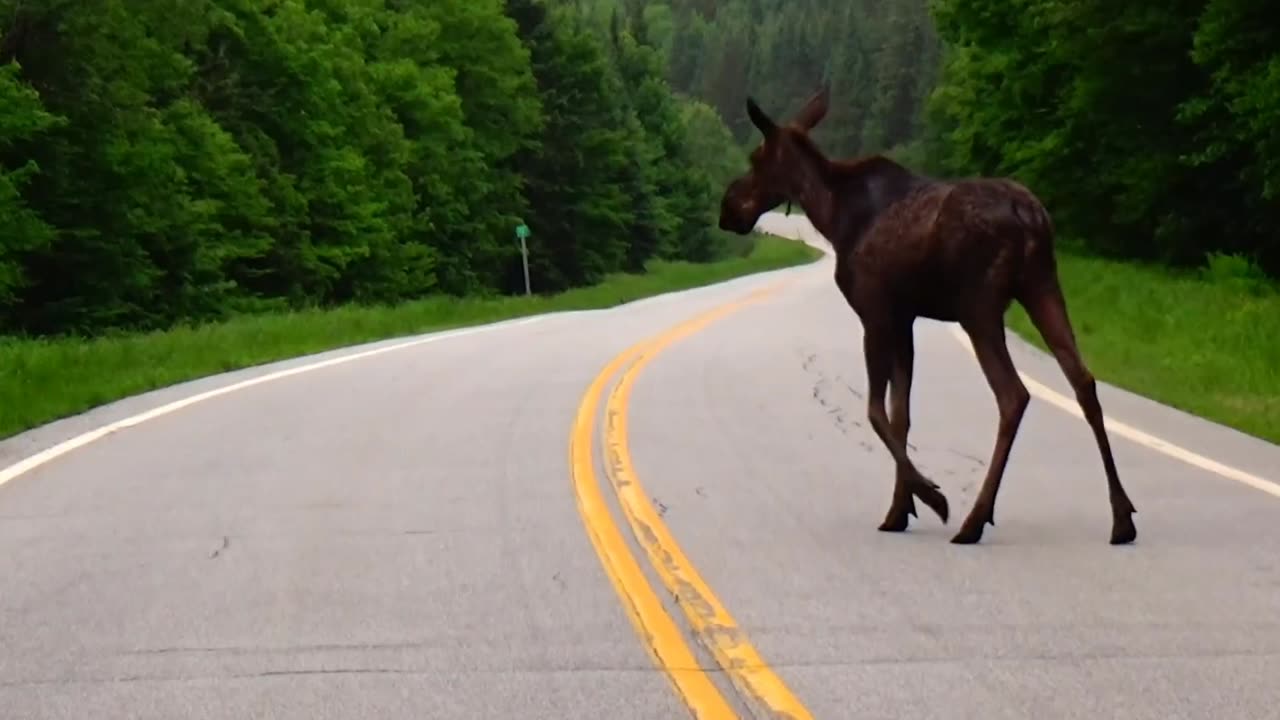 Moose Crossing