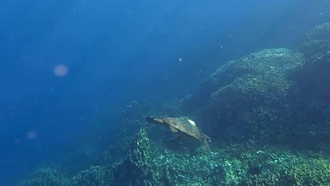 Hawksbill Sea Turtle Philippines