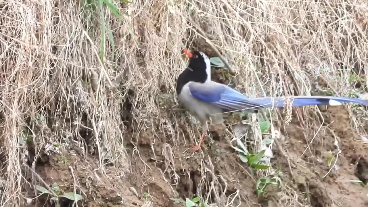 The red-billed blue tit will soon enter the breeding season