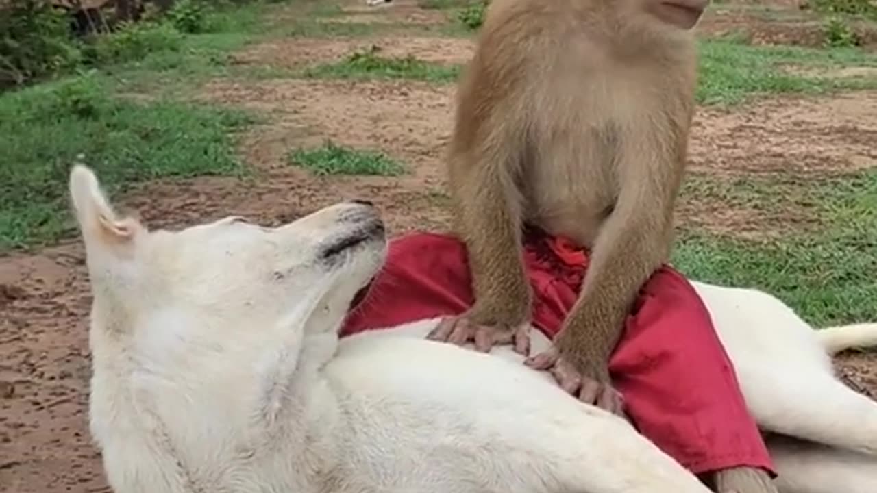 Heartwarming Monkey and Dog Friendship Unveiled