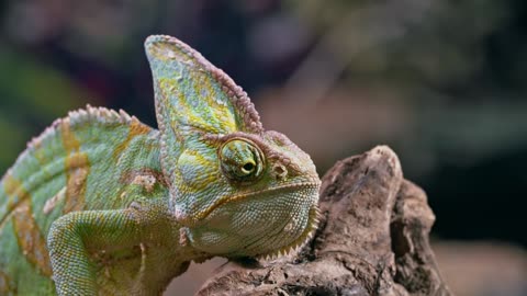 A chameleon resting on a piece of wood