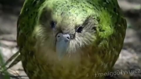 KAKAPO ~A PARROT WHO DOESN’T FLY