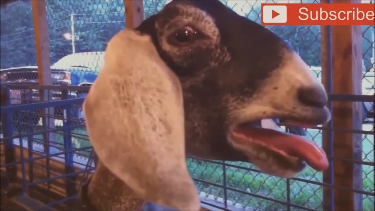 Goats_Screaming_Like_Humans,_Try_Not_to_Laugh_🐐_😲_😀_😂_🤣_