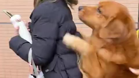 สุนัข,funny animal ,cute dog ,funny animals ,funny animal videos ,cute dogs ,viral video