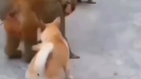 FunnyCats&Dogs