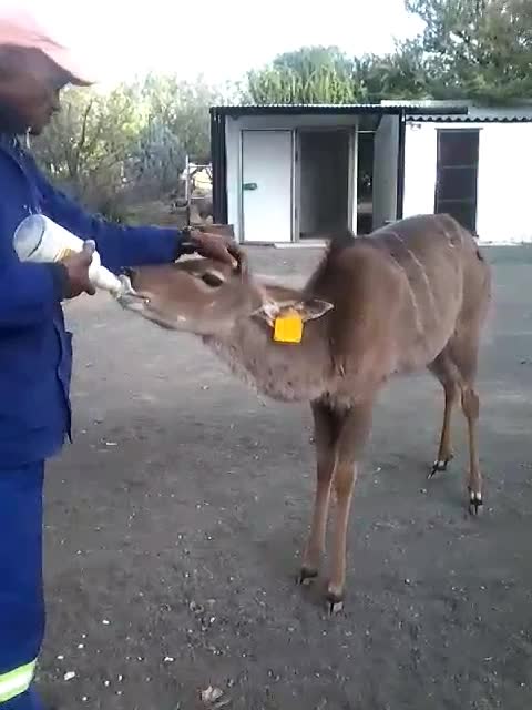 Baby Kudu being hand fed