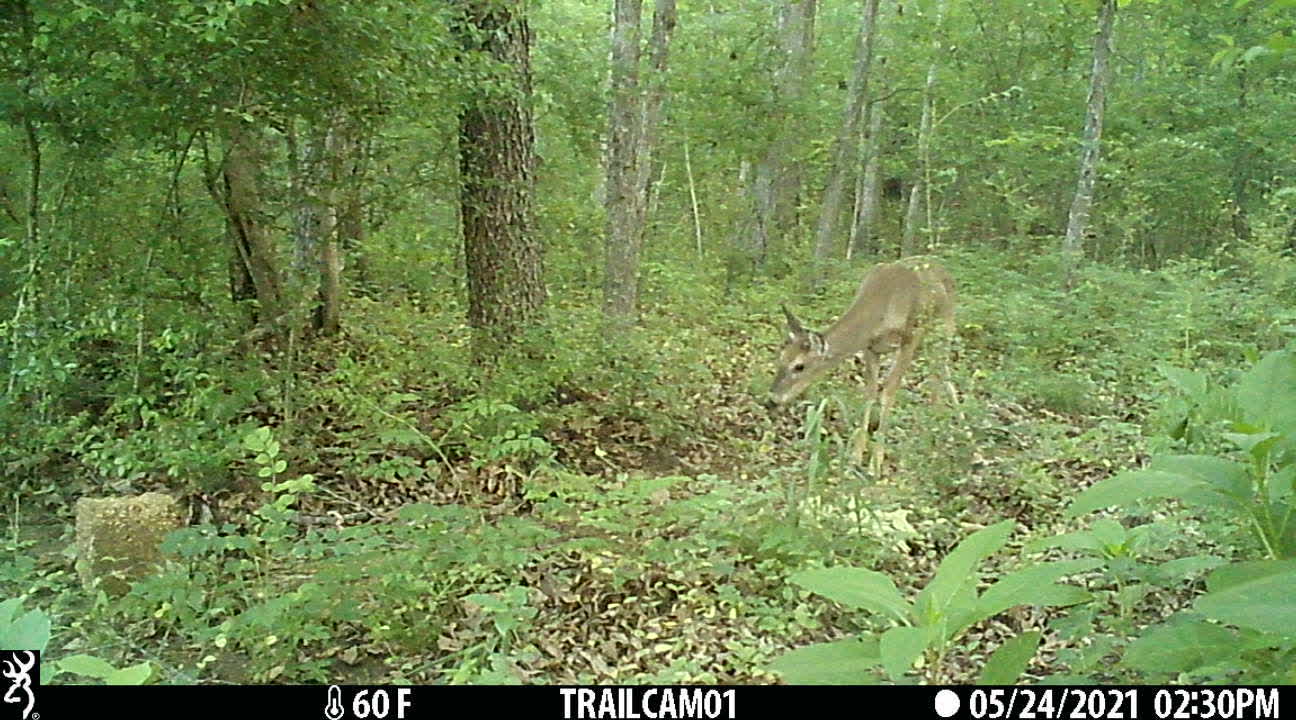 Cute little deer!!