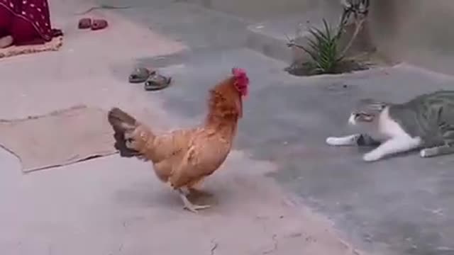 A fight between a cat and a chicken