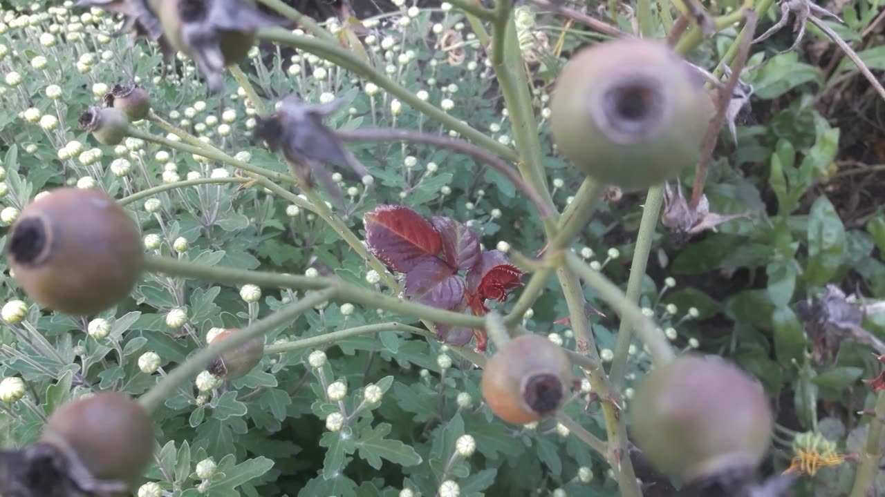 Rose seeds