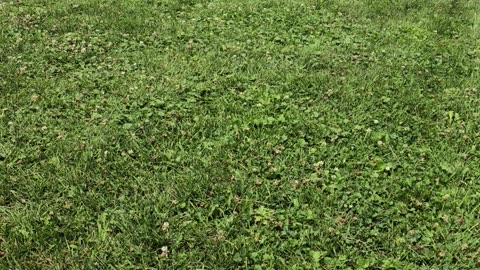 Berkeley In The Backyard 0726/24