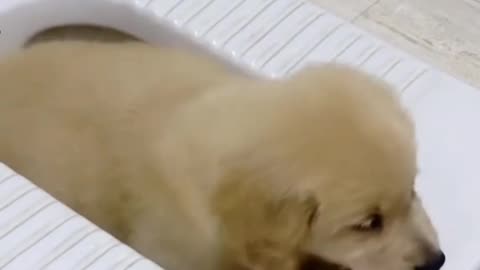 Dog and puppies 🤣😍