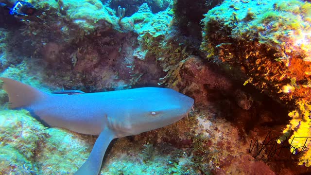 Scuba Diving Roatan, Honduras, Dive site - Spooky Channel