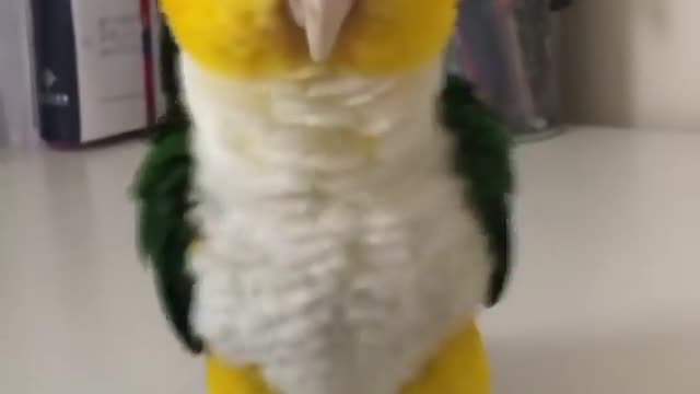 Cute parrot dance got viral😱