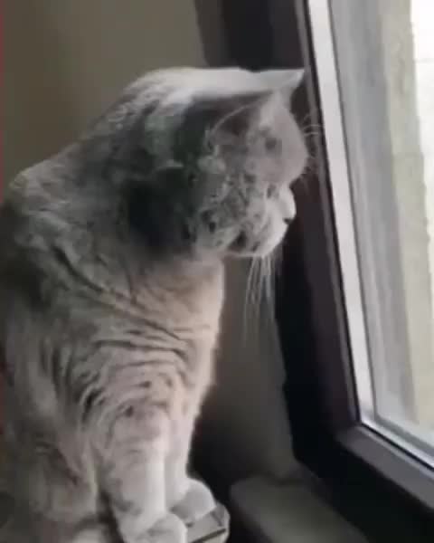 Cats' windows Romance