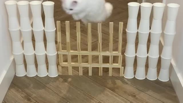 The challenge with my cat, do you have any great ideas for this round of the game?😂