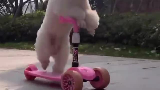 Dog skating in the street