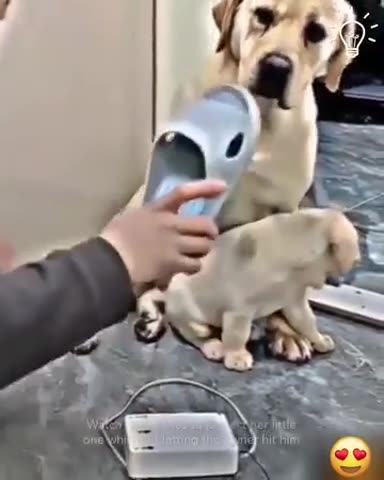 I love retrievers such awesome intelligent dogs 😍