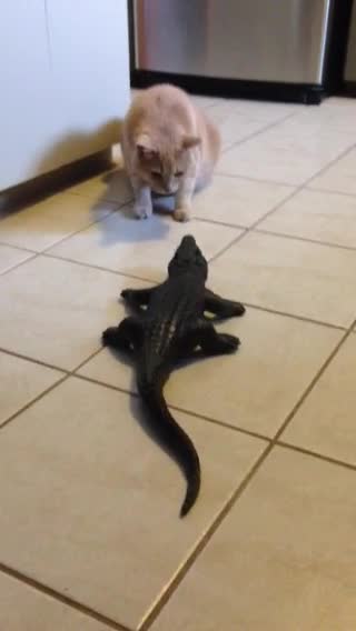 Cat Stares Down Toy But Is Snuck Up On By Buddy