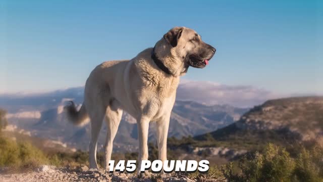 Top 10 Biggest Mastiff Dog Breeds